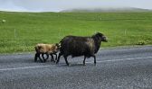 PICTURES/Heimaey Island Critters/t_20260604_142324.jpg